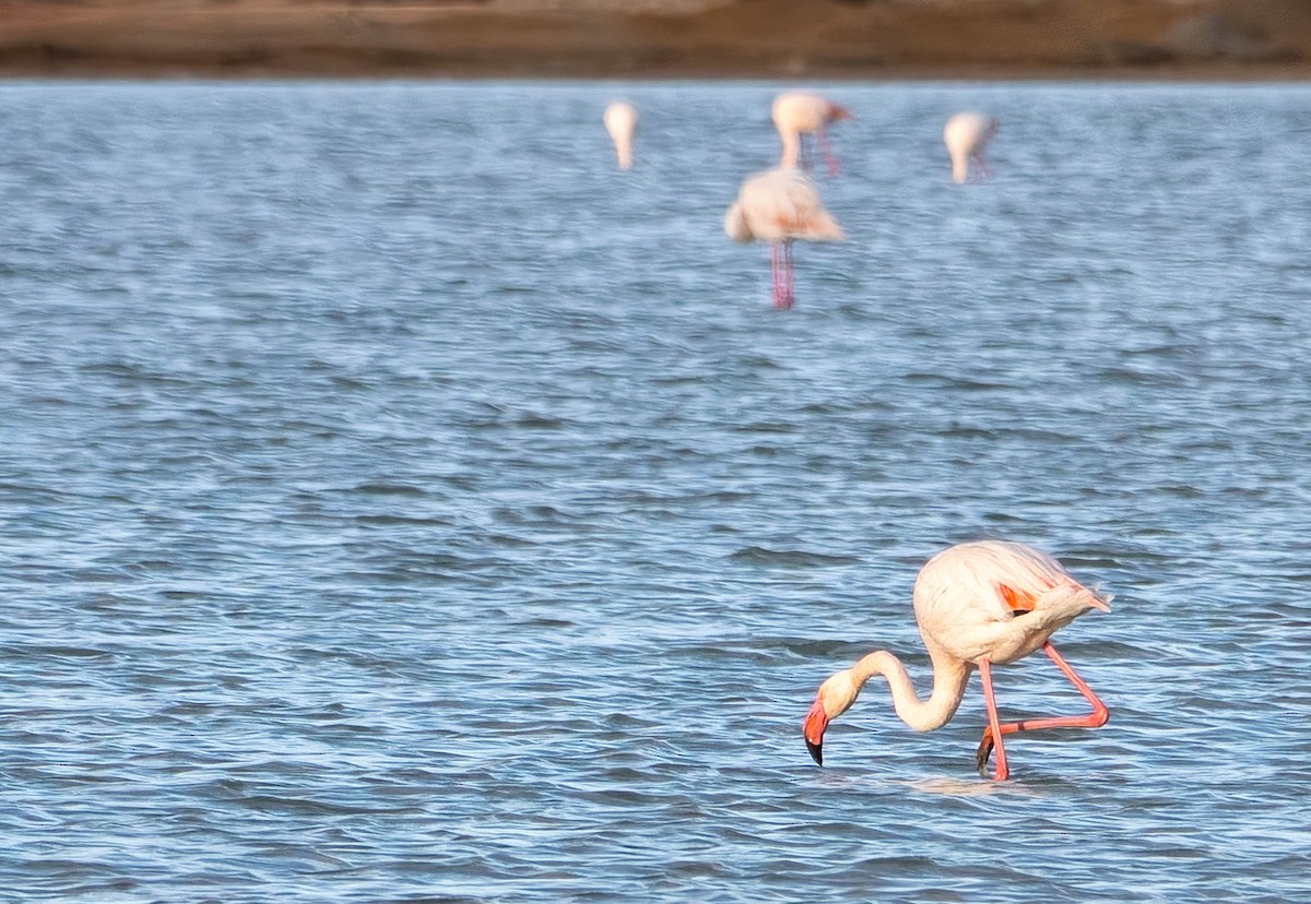 Greater Flamingo - ML646010301
