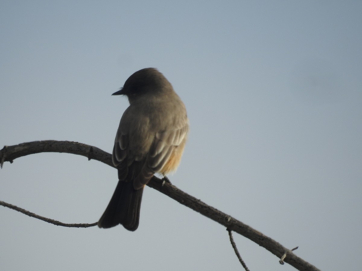 Say's Phoebe - ML646010303