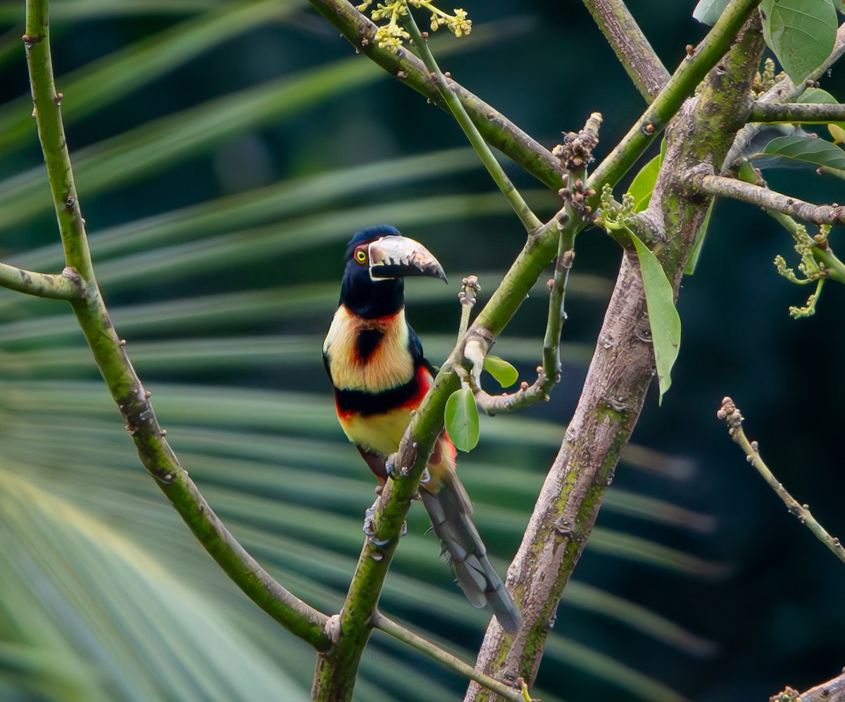 Collared Aracari - ML646010304