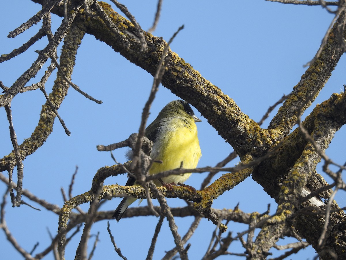 Lesser Goldfinch - ML646010313