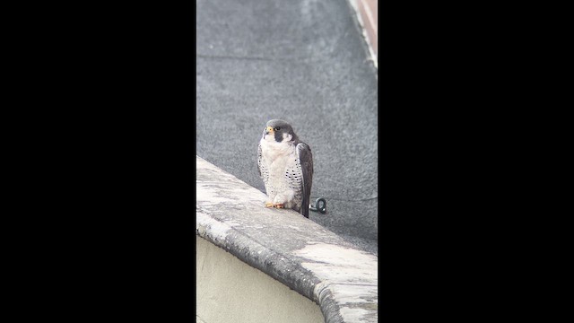 Gökdoğan - ML646010316