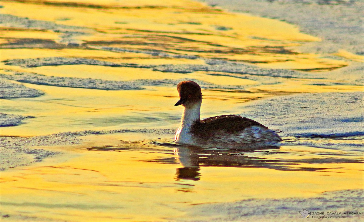 Silvery Grebe - ML646010317