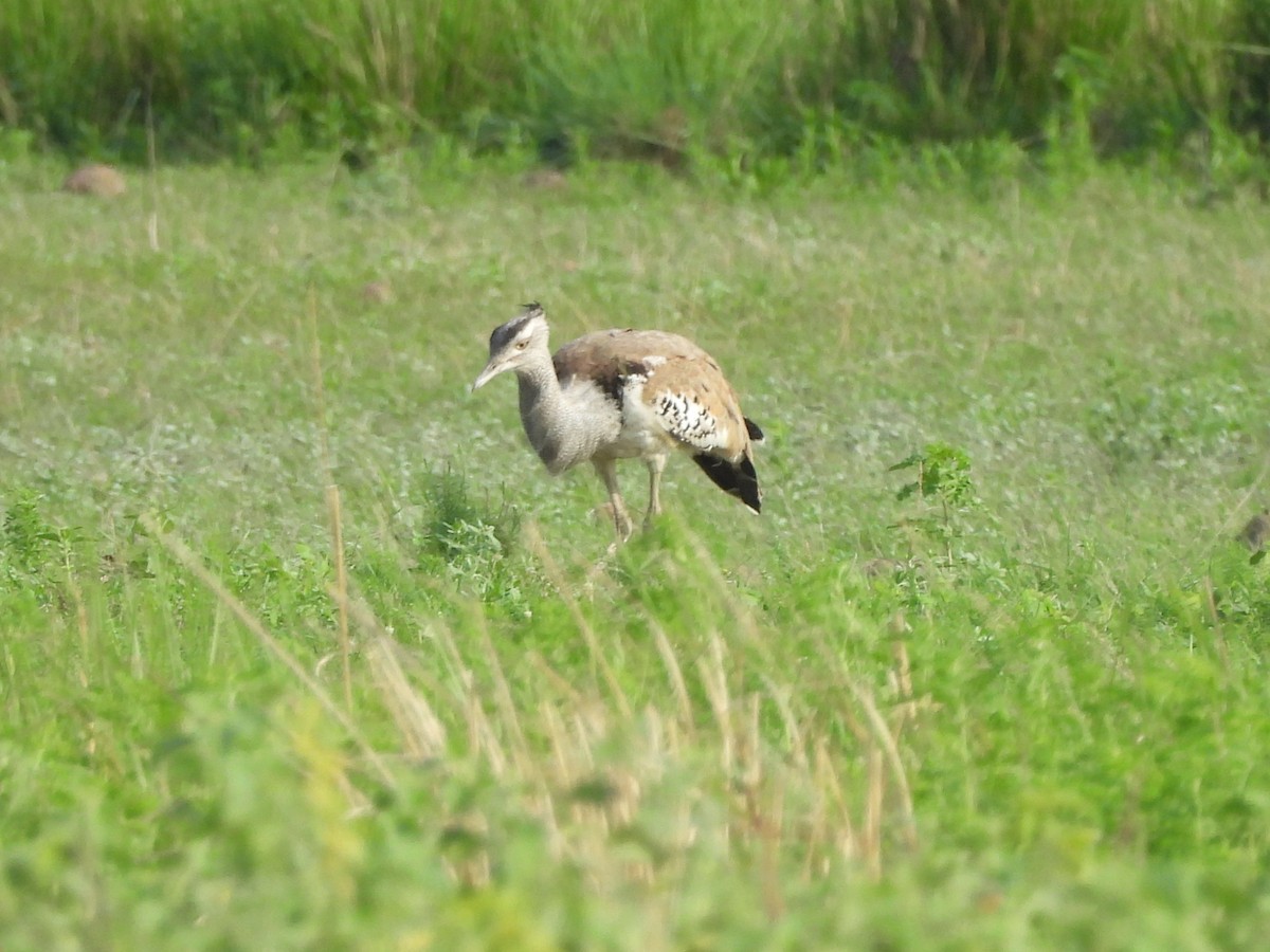 Kori Bustard - ML646010318
