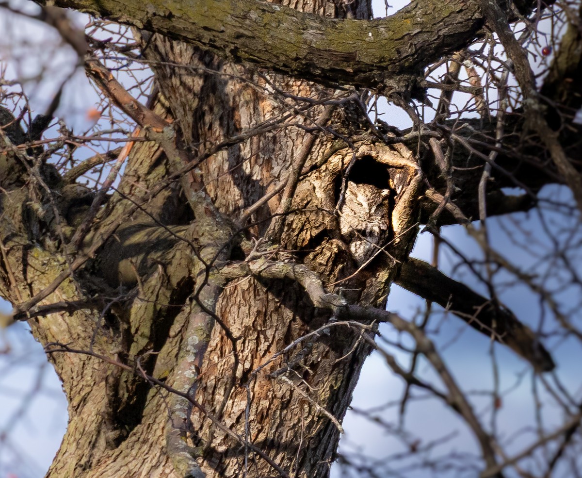 Eastern Screech-Owl - ML646010319
