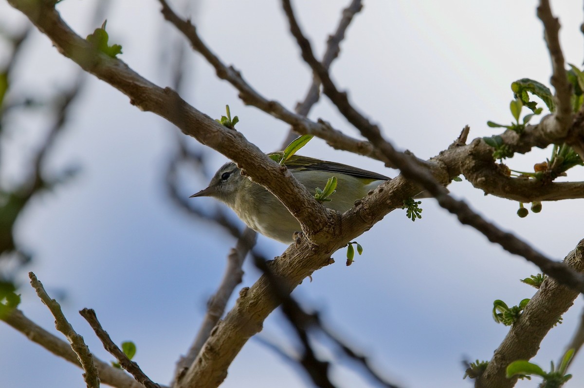 Tennessee Warbler - ML646010320