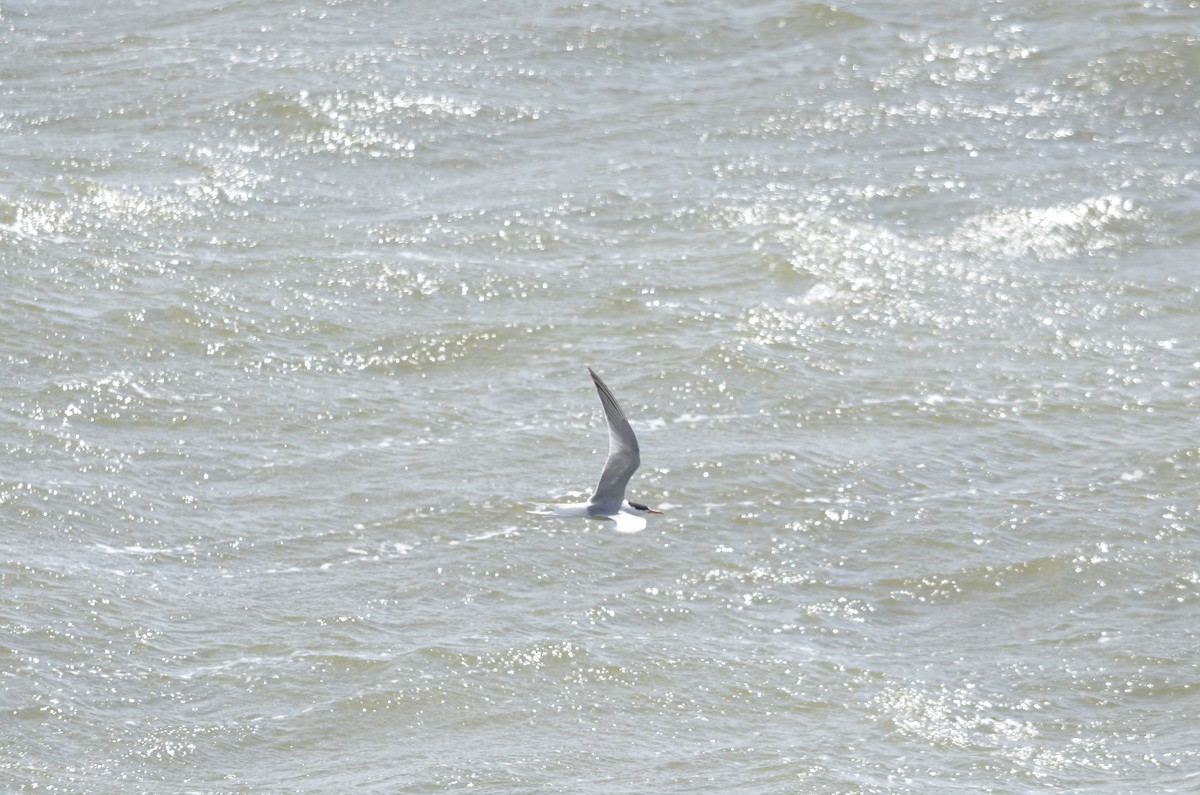 Common Tern - ML646010325