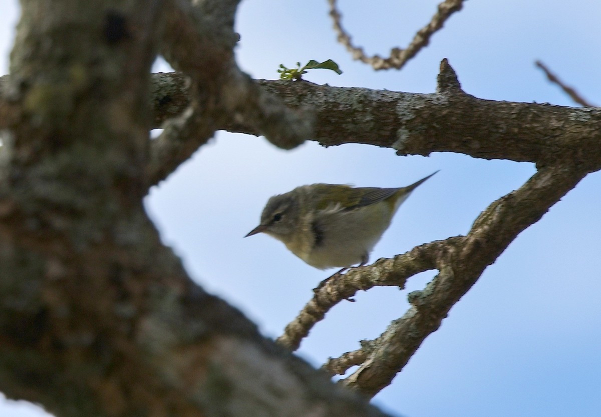 Tennessee Warbler - ML646010327
