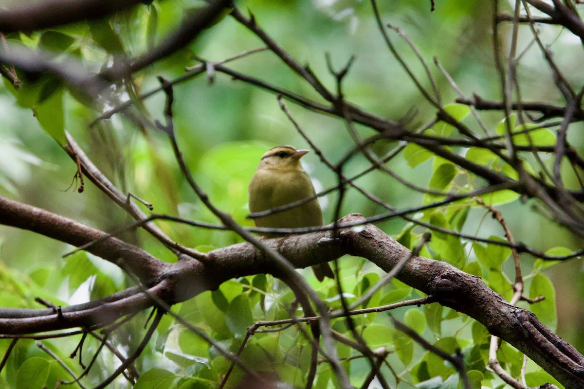 Worm-eating Warbler - ML646010334