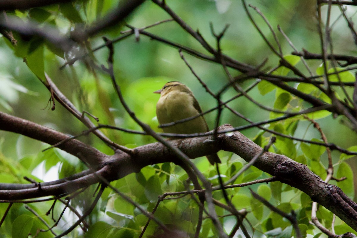 Worm-eating Warbler - ML646010335