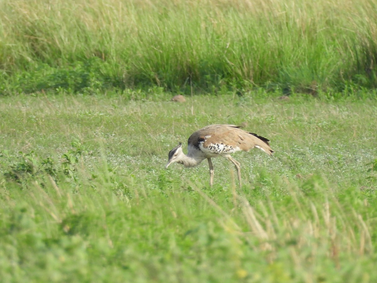 Kori Bustard - ML646010345