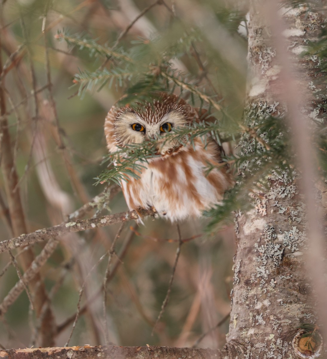 Northern Saw-whet Owl - ML646010349