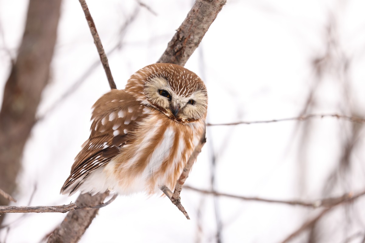 Northern Saw-whet Owl - ML646010350