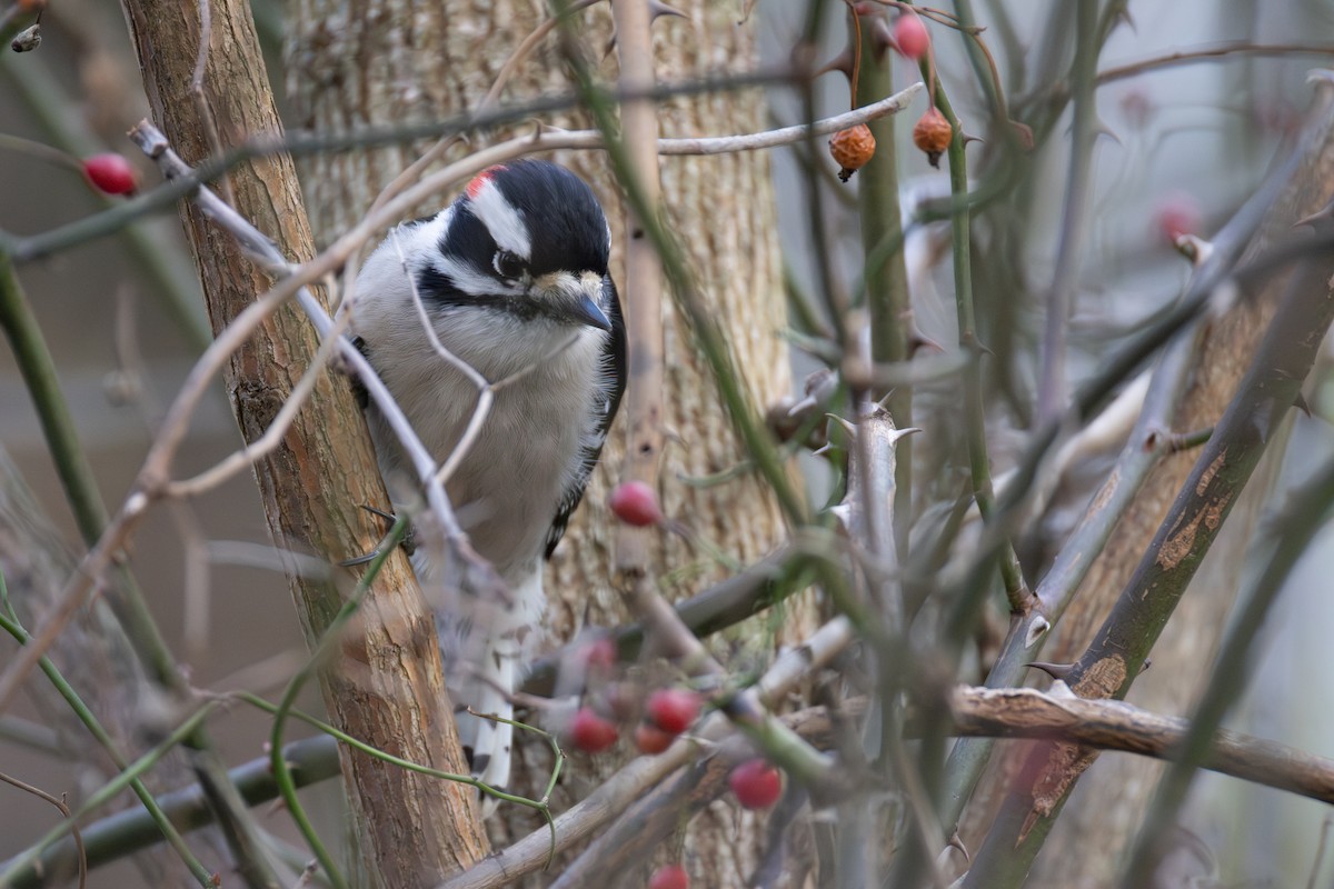 セジロコゲラ - ML646010351