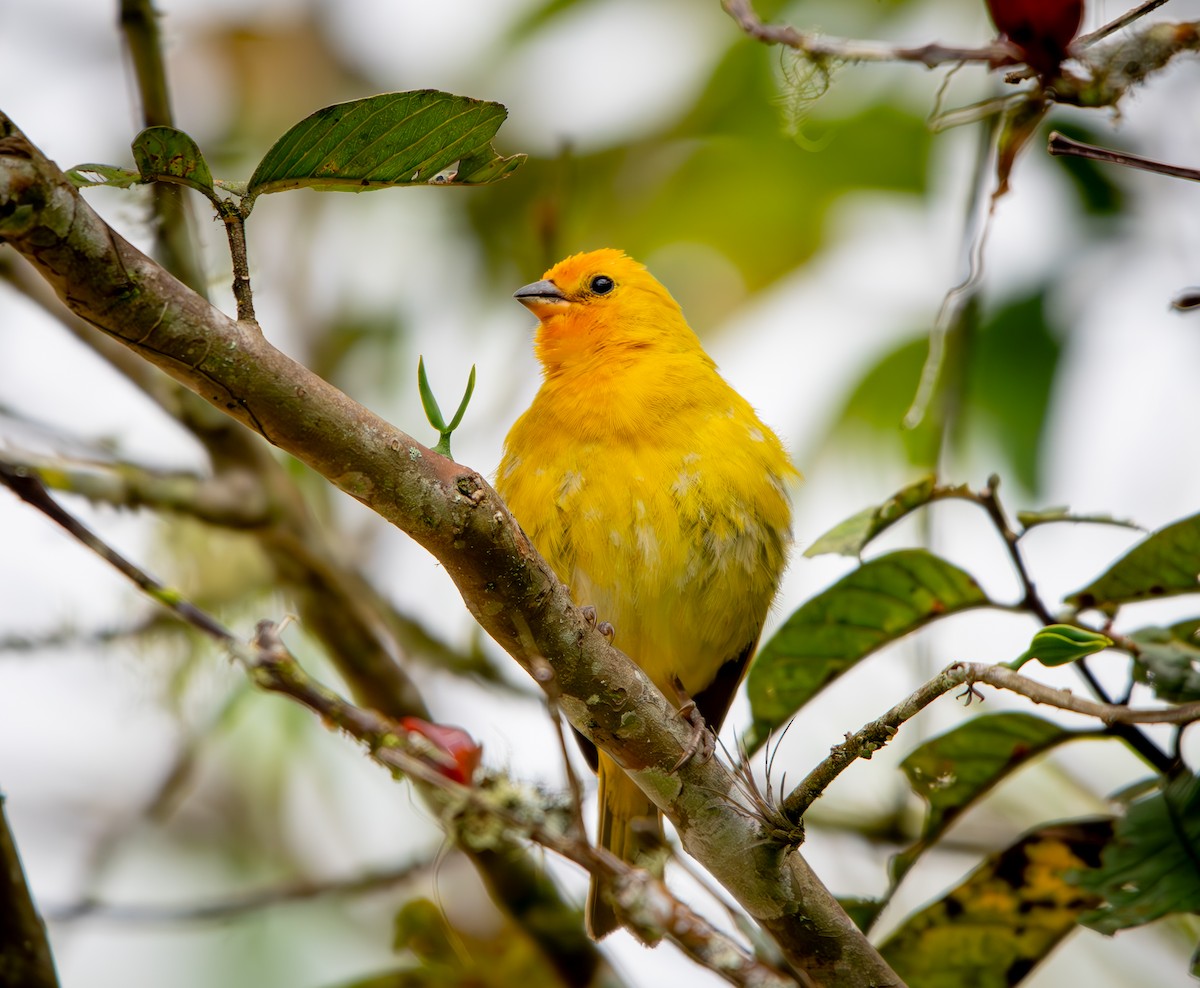 Saffron Finch - ML646010352