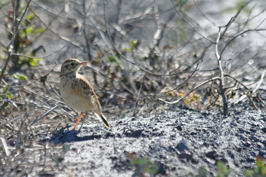 African Pipit - ML646010354