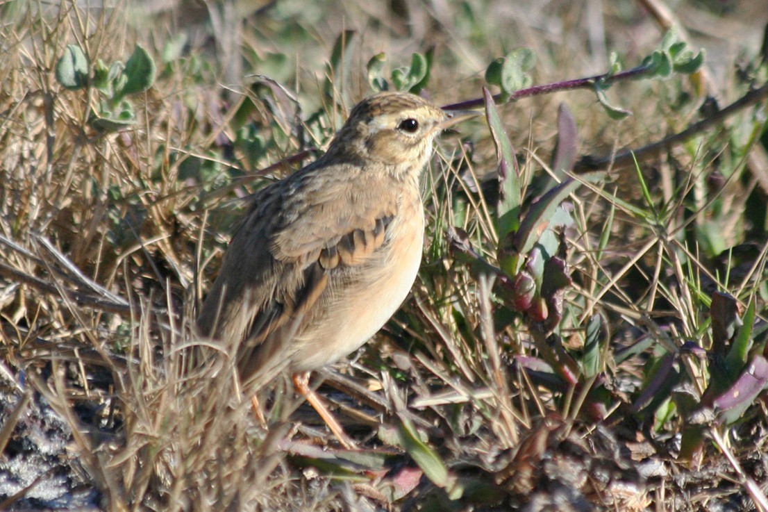 African Pipit - ML646010355