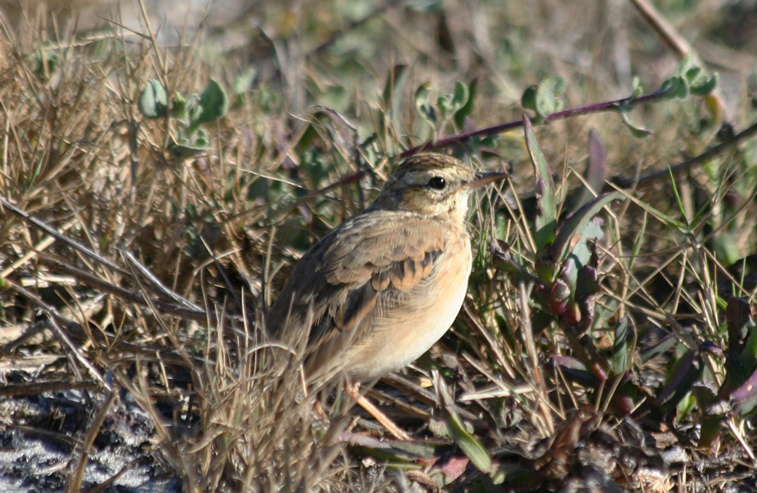 African Pipit - ML646010356