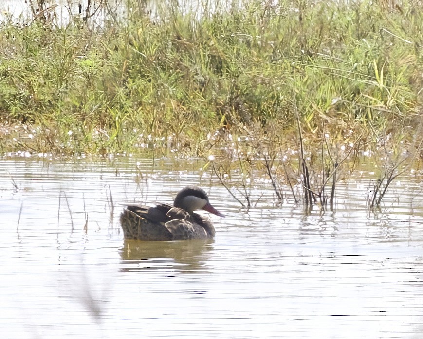 שרשיר אדום-מקור - ML646010363