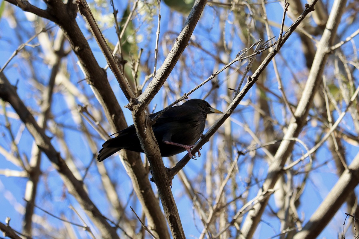 Étourneau unicolore - ML646010368