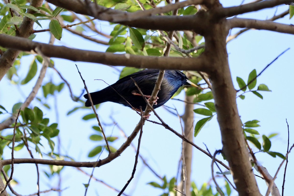 Étourneau unicolore - ML646010369