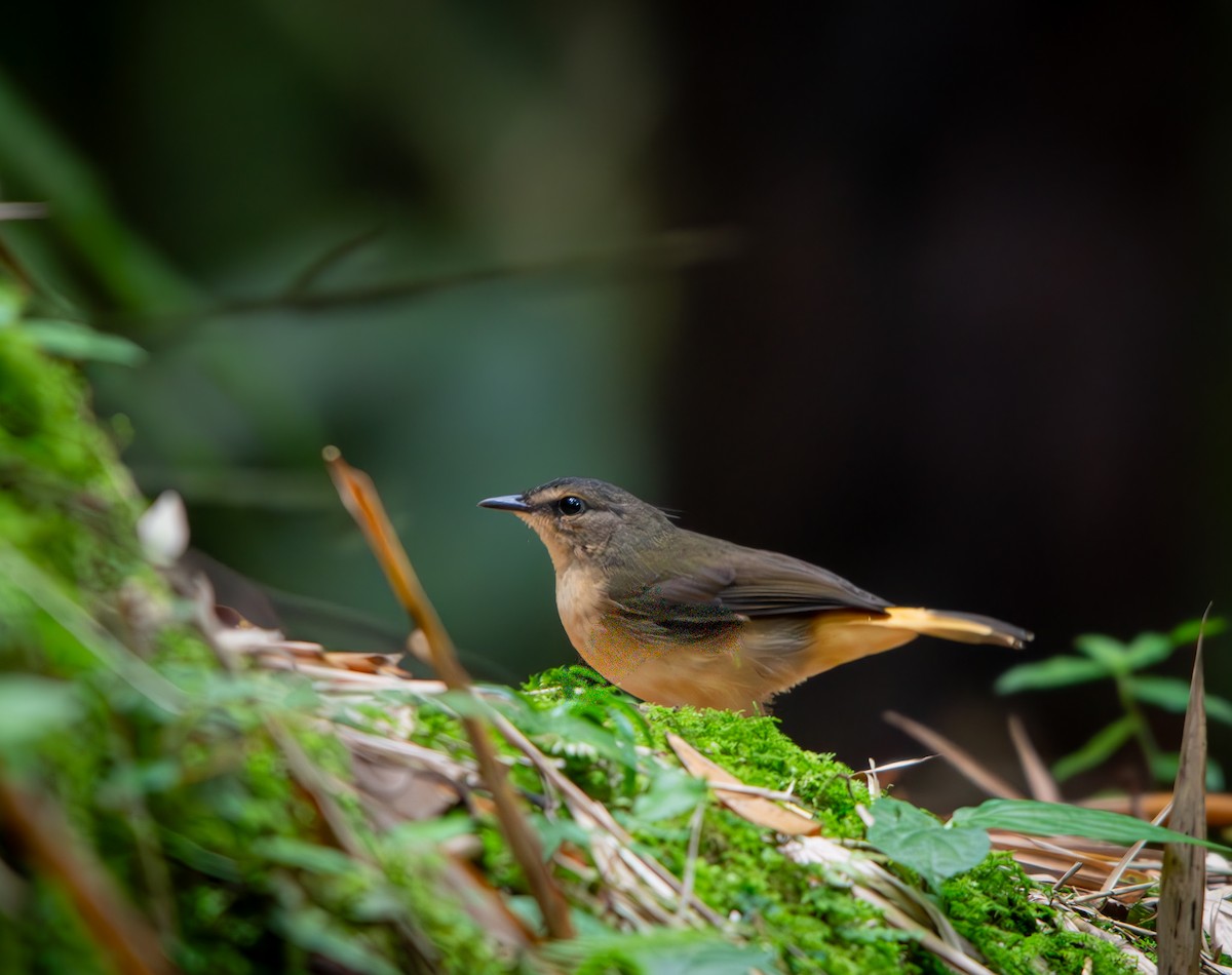 Buff-rumped Warbler - ML646010370