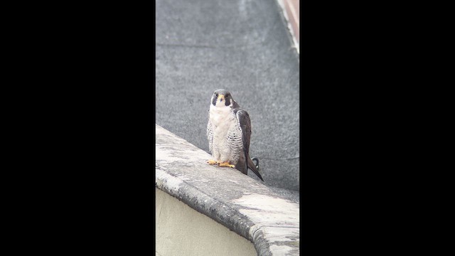 Gökdoğan - ML646010373