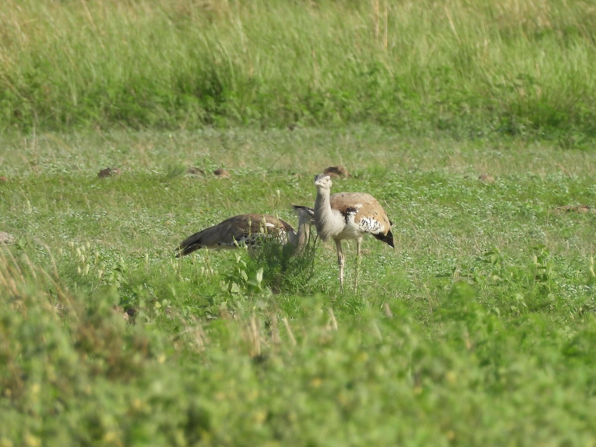 Kori Bustard - ML646010374