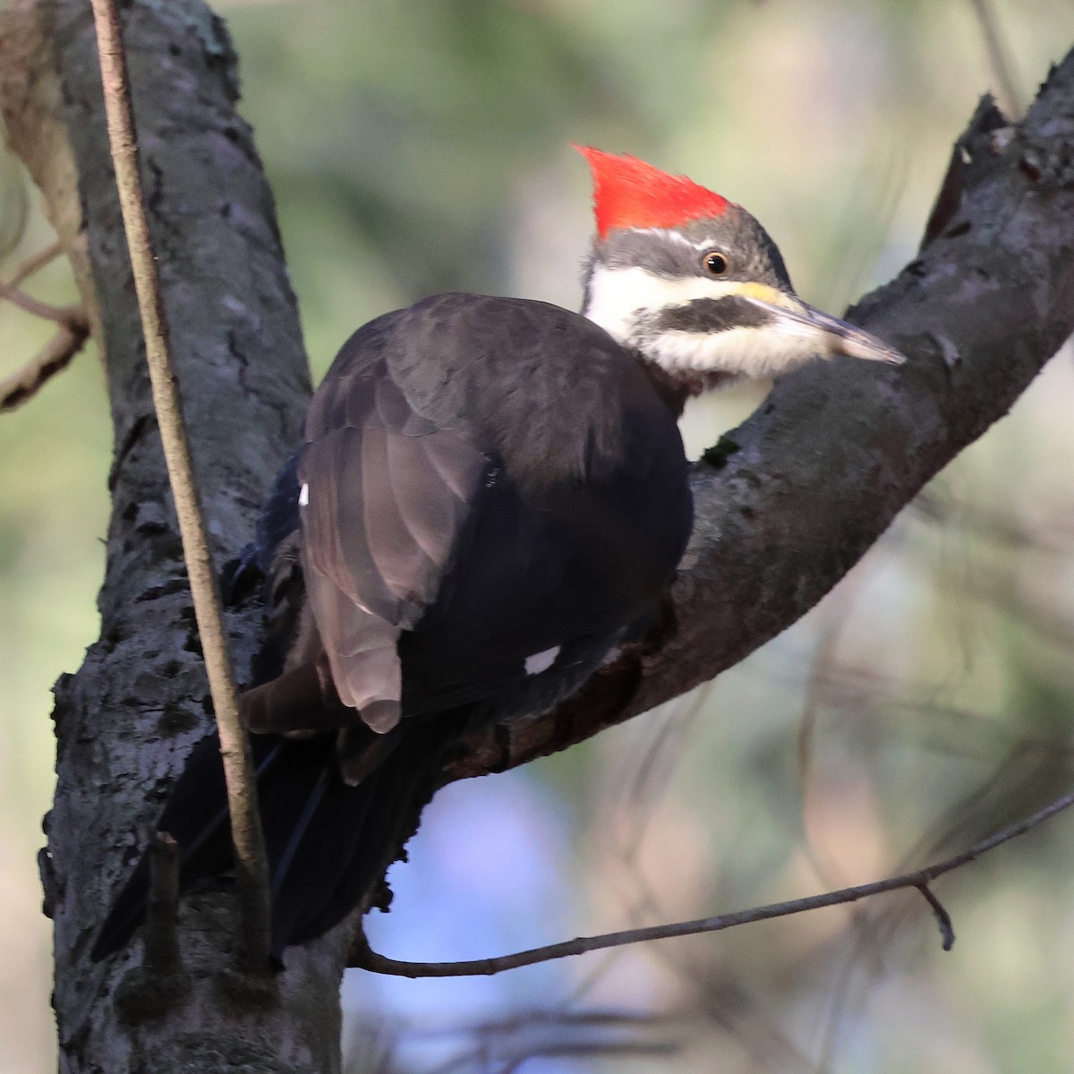 Жовна північна - ML646010376