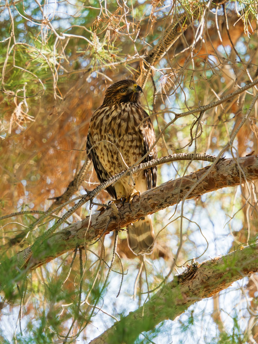 Red-shouldered Hawk - ML646010377
