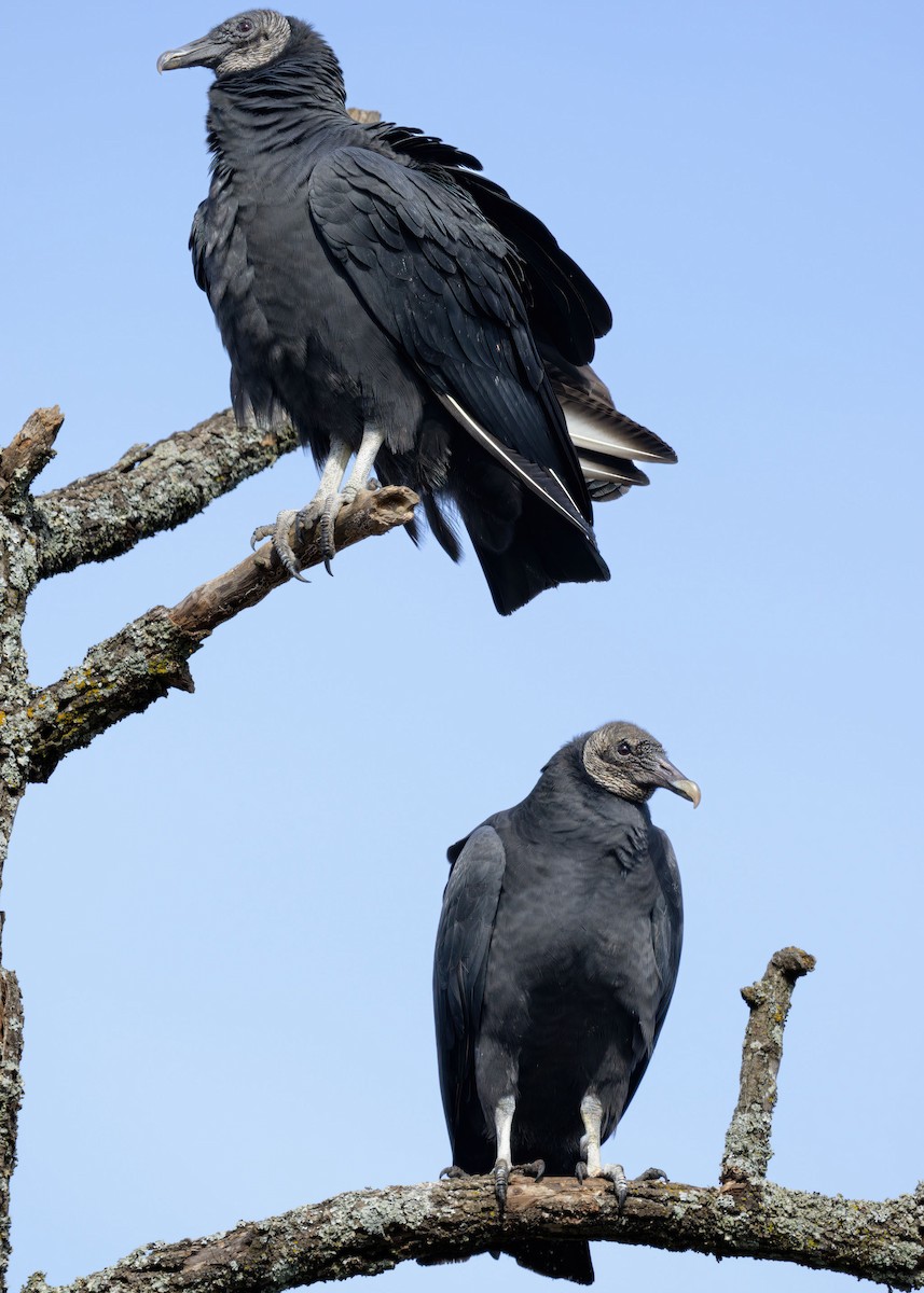 Black Vulture - ML646010379