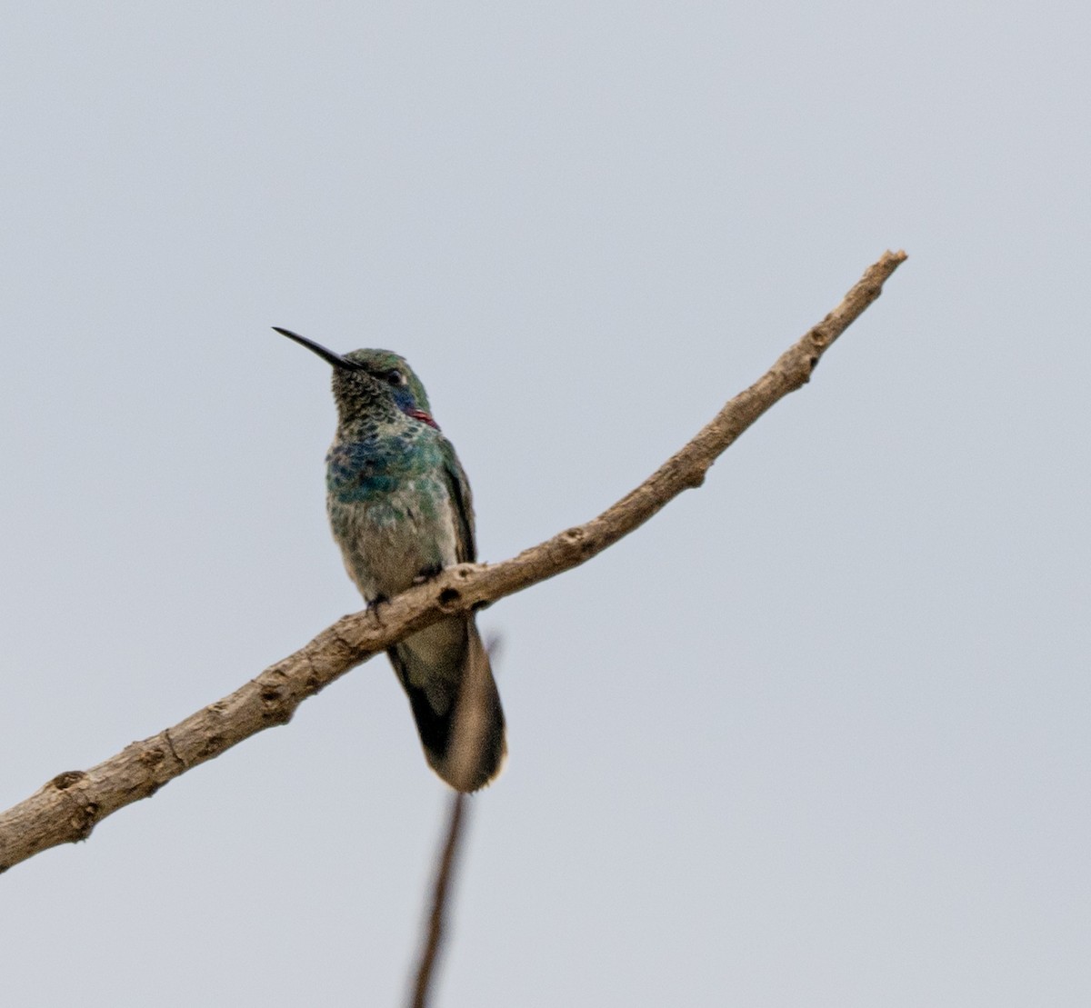 White-vented Violetear - ML646010384