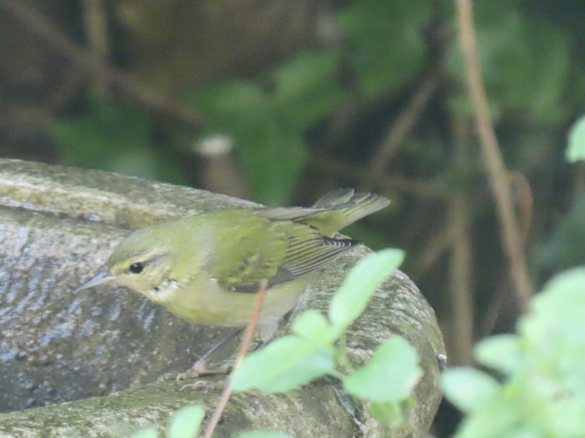 Tennessee Warbler - ML646010386