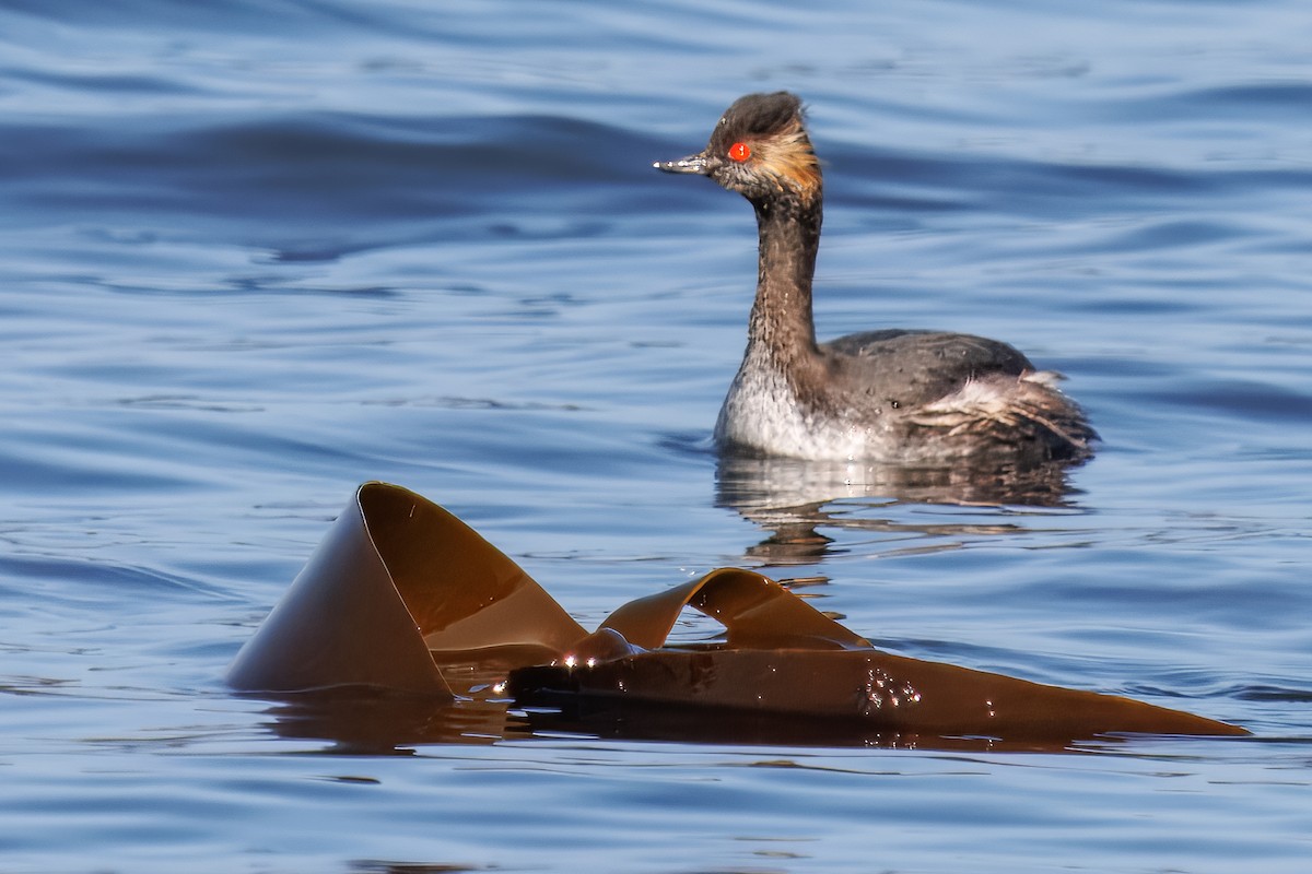 Grèbe à cou noir - ML646010387