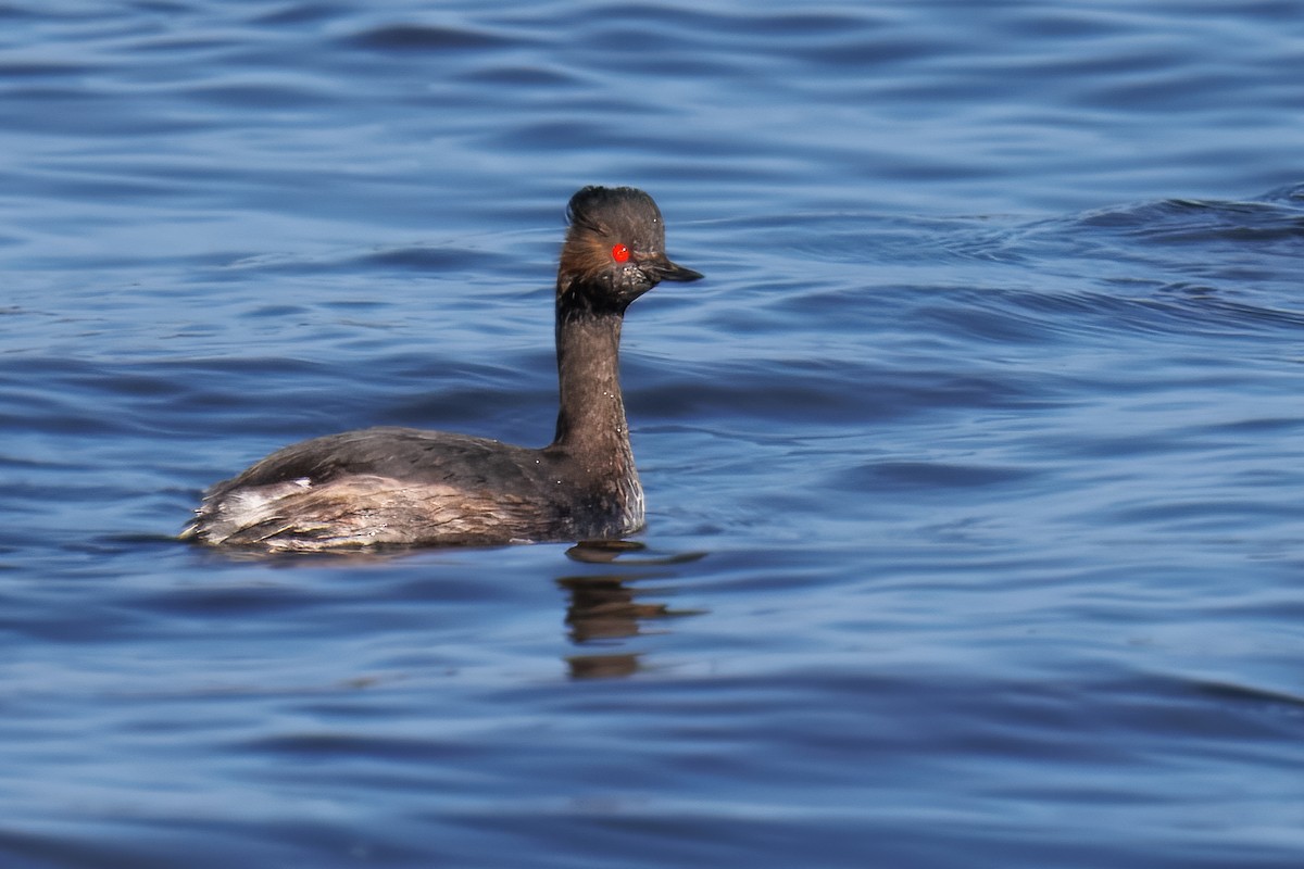 Grèbe à cou noir - ML646010388