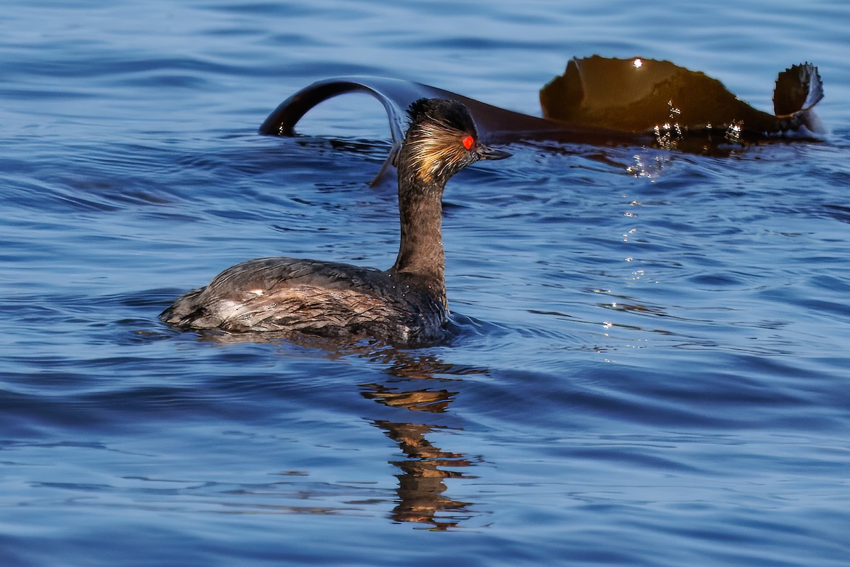 Grèbe à cou noir - ML646010389