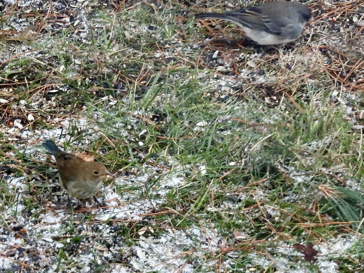 Indigo Bunting - ML646010397
