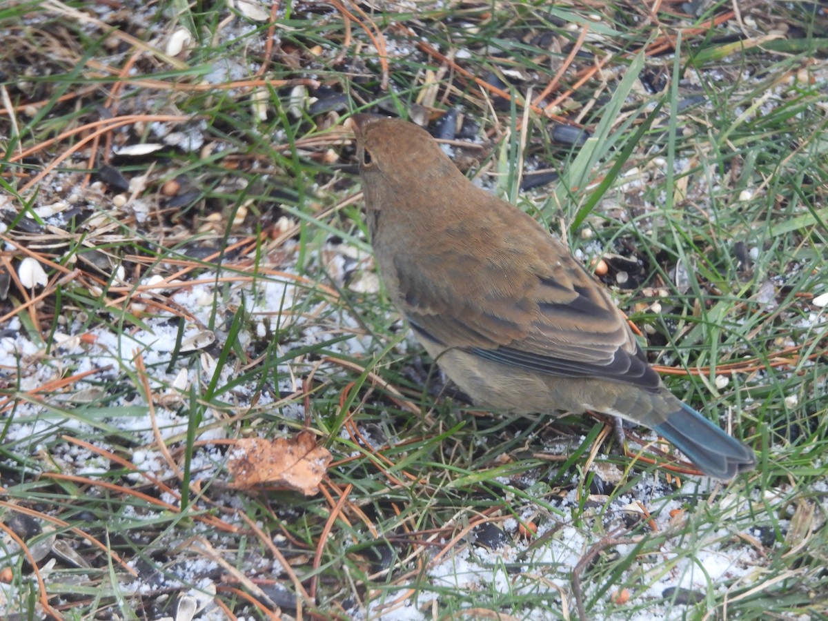 Indigo Bunting - ML646010398
