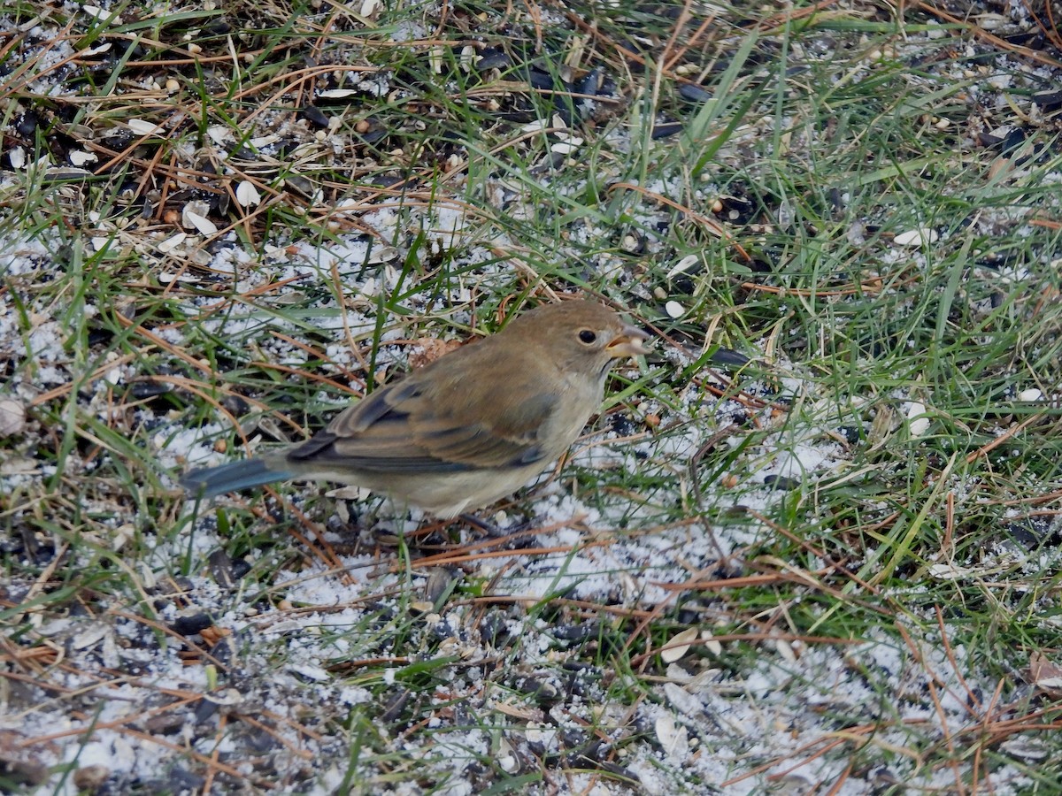 Indigo Bunting - ML646010399