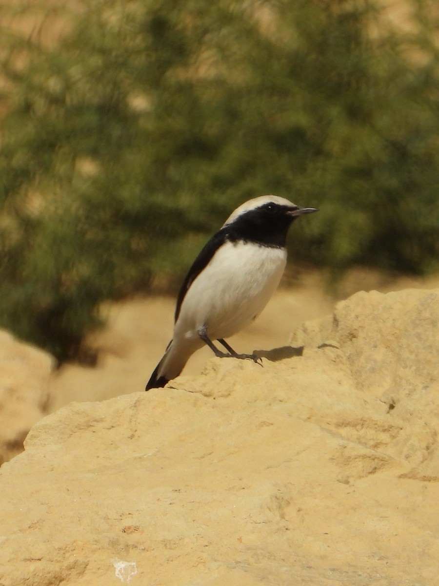 Finsch's Wheatear - ML646010401