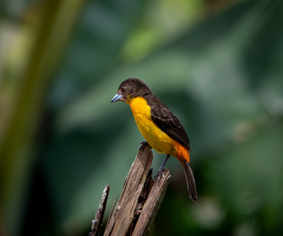 Flame-rumped Tanager - ML646010402