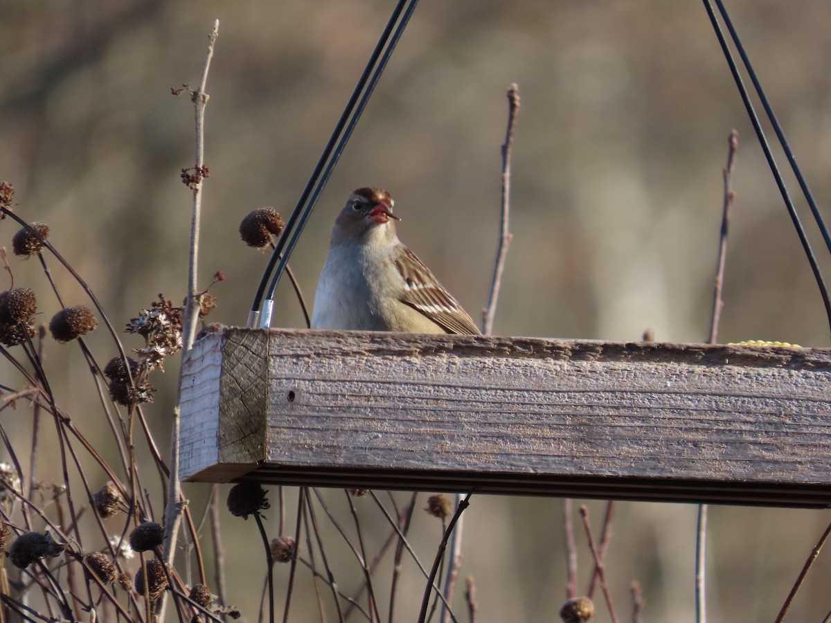 strnadec bělopásý - ML646010403