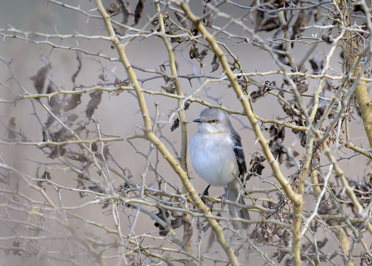 Northern Mockingbird - ML646010409