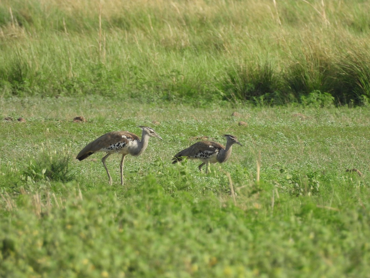 Kori Bustard - ML646010410