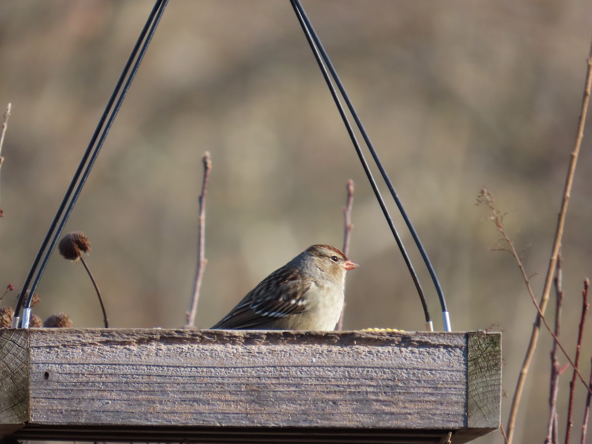 strnadec bělopásý - ML646010415