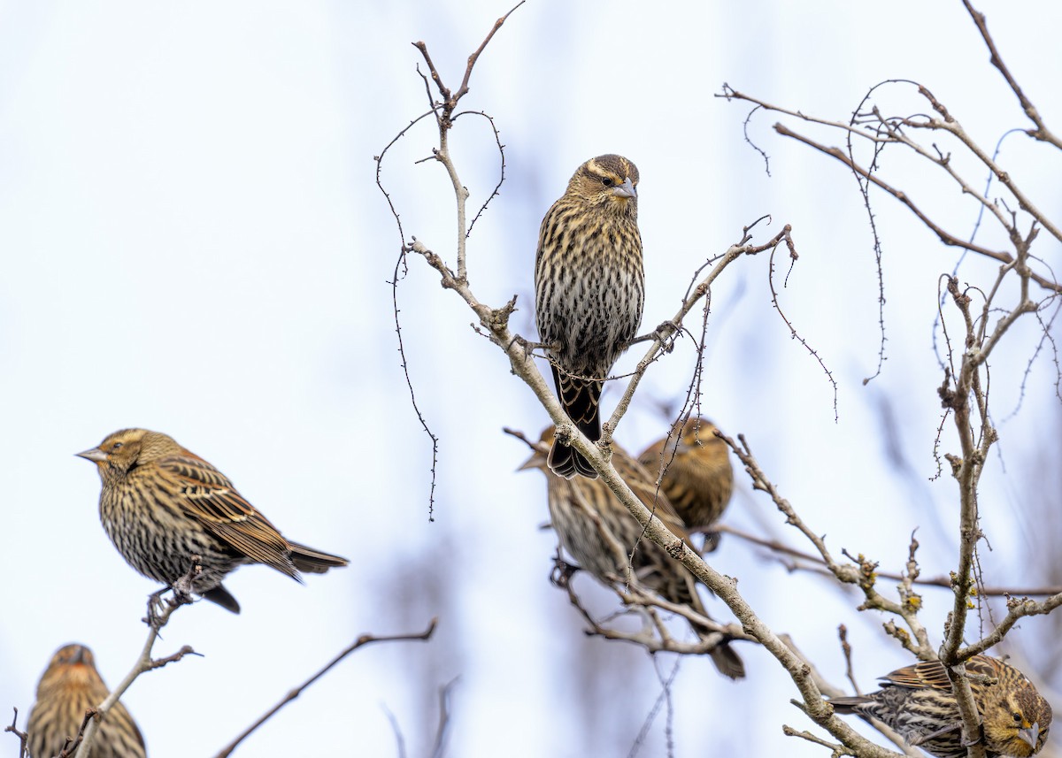 Red-winged Blackbird - ML646010431