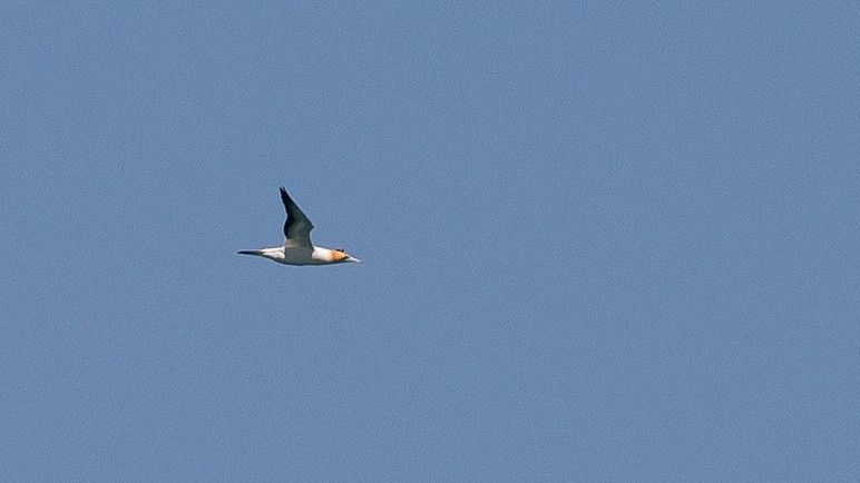 Australasian Gannet - ML646010433