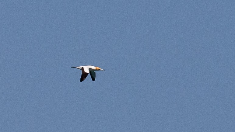 Australasian Gannet - ML646010434