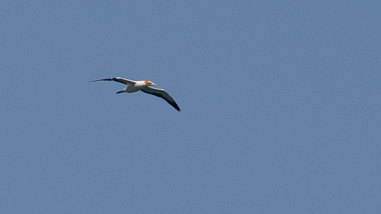 Australasian Gannet - ML646010436