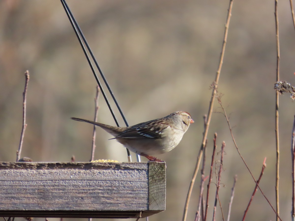 strnadec bělopásý - ML646010441