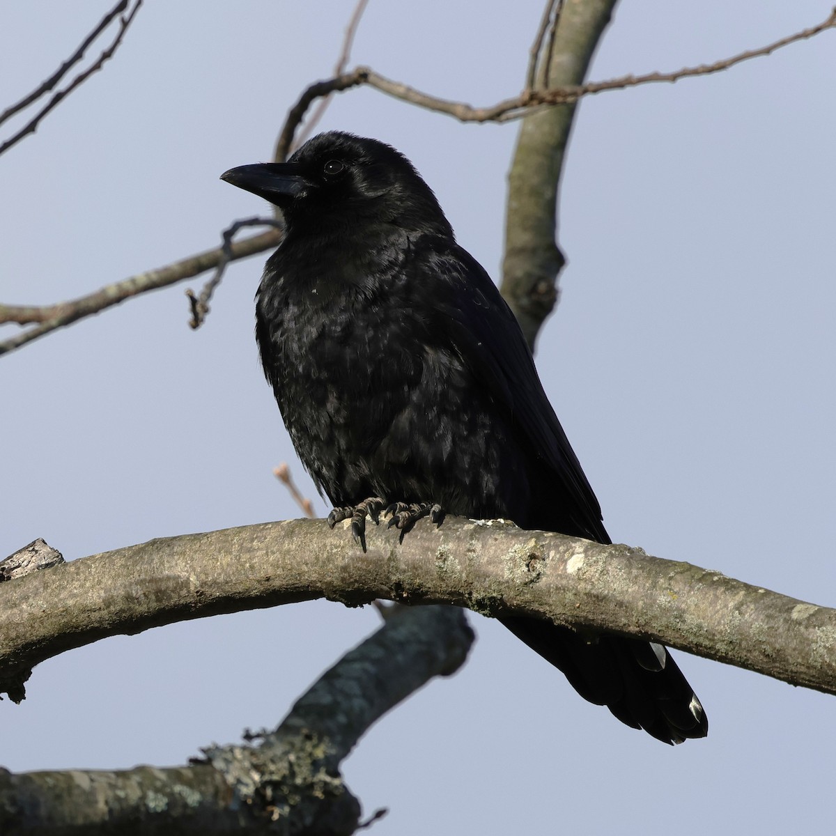 amerikakråke - ML646010448